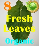 Hierba Santa Hoja - 8 Fresh Leaves Natural Organic Root Beer Plant Leaf !. Fixed Price $11.99.