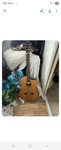 Fender Classical Acoustic Guitar 6-STRING Spruce Body Natural Right-handed. Fixed Price $220.00.
